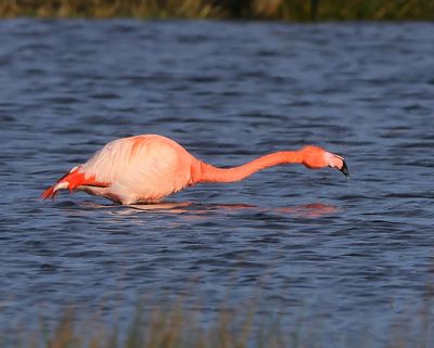 CaraibischexFlamingo - CaribbeanxGreater Flamingo