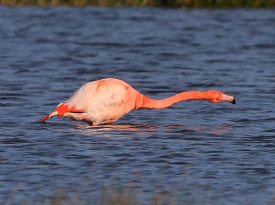 CaraibischexFlamingo - CaribbeanxGreater Flamingo