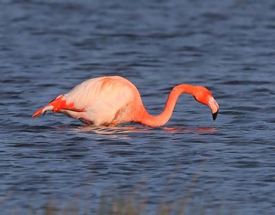 CaraibischexFlamingo - CaribbeanxGreater Flamingo