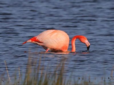 CaraibischexFlamingo - CaribbeanxGreater Flamingo