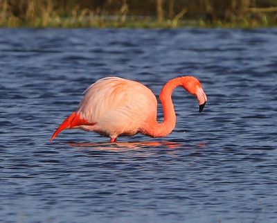CaraibischexFlamingo - CaribbeanxGreater Flamingo