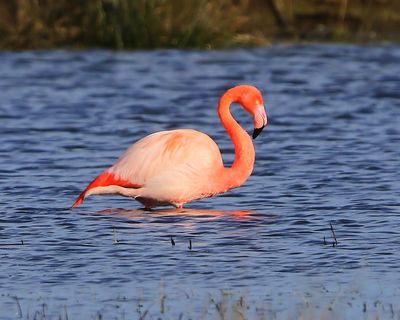 CaraibischexFlamingo - CaribbeanxGreater Flamingo