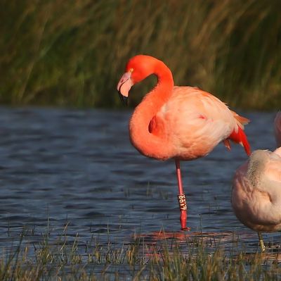 CaraibischexFlamingo - CaribbeanxGreater Flamingo
