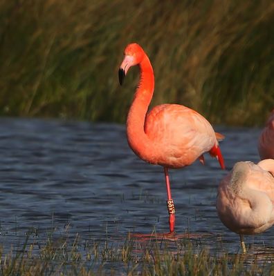 CaraibischexFlamingo - CaribbeanxGreater Flamingo
