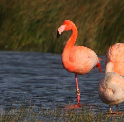 CaraibischexFlamingo - CaribbeanxGreater Flamingo