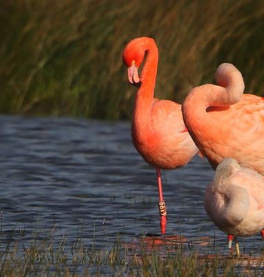 CaraibischexFlamingo - CaribbeanxGreater Flamingo