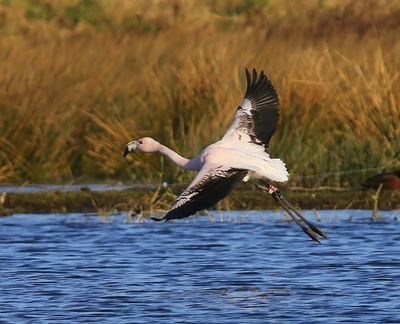 Chileense Flamingo - Chilean Flamingo