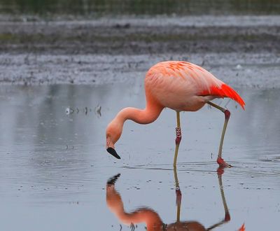 Chileense Flamingo - Chilean Flamingo