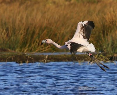 Chileense Flamingo - Chilean Flamingo