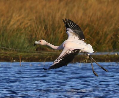 Chileense Flamingo - Chilean Flamingo