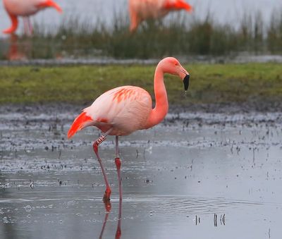 Chileense Flamingo - Chilean Flamingo