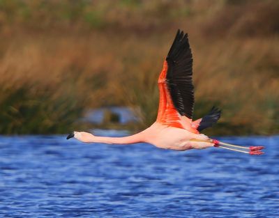 Chileense Flamingo - Chilean Flamingo