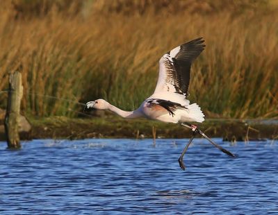 Chileense Flamingo - Chilean Flamingo
