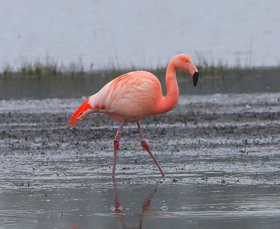 Chileense Flamingo - Chilean Flamingo