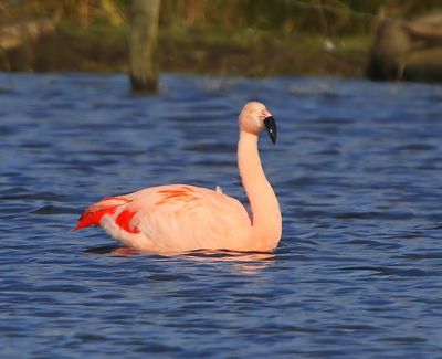Chileense Flamingo - Chilean Flamingo