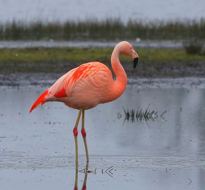 Chileense Flamingo - Chilean Flamingo