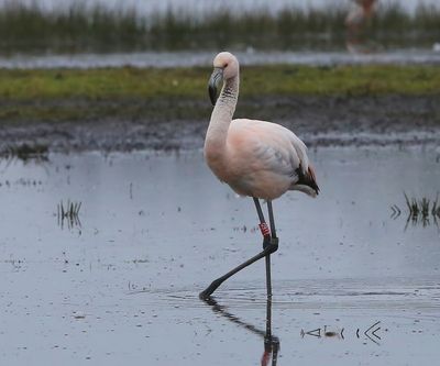 Chileense Flamingo - Chilean Flamingo