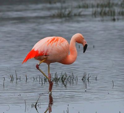 Chileense Flamingo - Chilean Flamingo