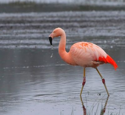 Chileense Flamingo - Chilean Flamingo
