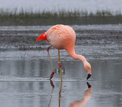 Chileense Flamingo - Chilean Flamingo