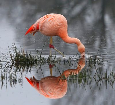 Chileense Flamingo - Chilean Flamingo