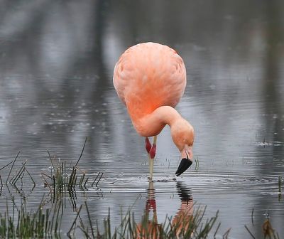 Chileense Flamingo - Chilean Flamingo
