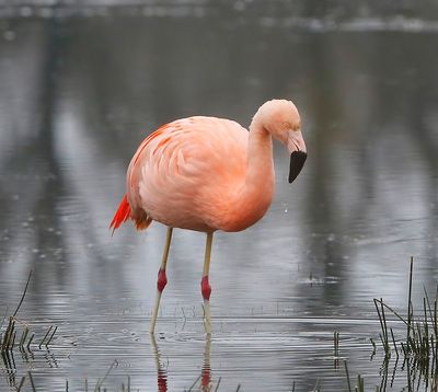 Chileense Flamingo - Chilean Flamingo