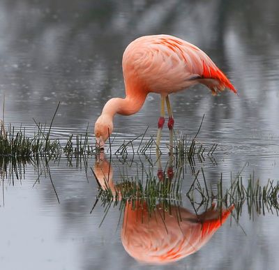 Chileense Flamingo - Chilean Flamingo