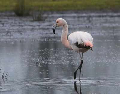 Chileense Flamingo - Chilean Flamingo