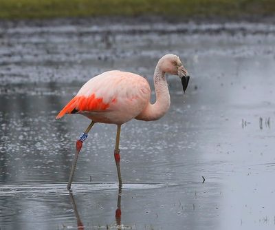 Chileense Flamingo - Chilean Flamingo
