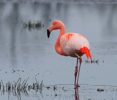 Chileense Flamingo - Chilean Flamingo