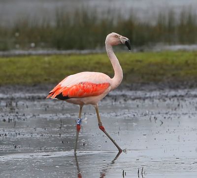 Chileense Flamingo - Chilean Flamingo