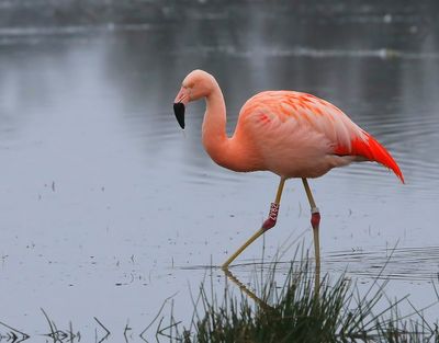 Chileense Flamingo - Chilean Flamingo
