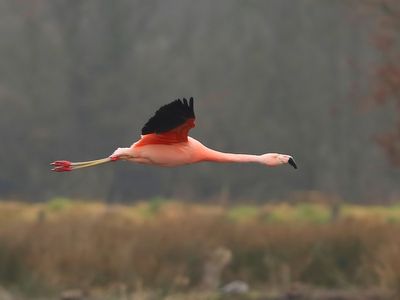 Chileense Flamingo - Chilean Flamingo