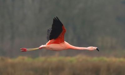 Chileense Flamingo - Chilean Flamingo