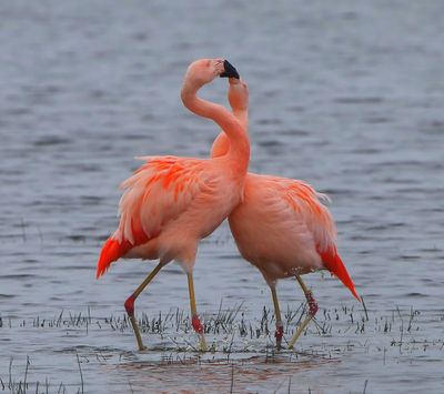 Chileense Flamingo's - Chilean Flamingos