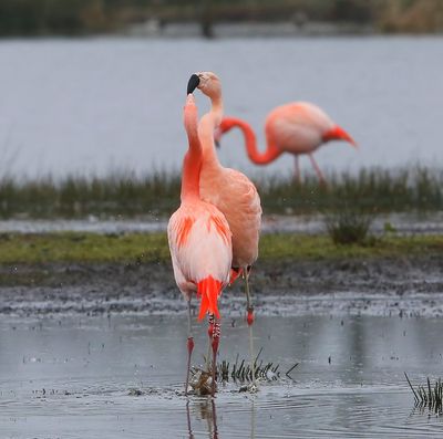 Chileense Flamingo's - Chilean Flamingos