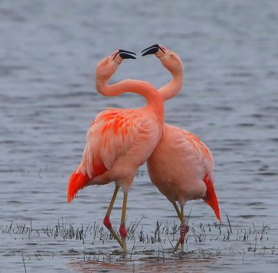 Chileense Flamingo's - Chilean Flamingos