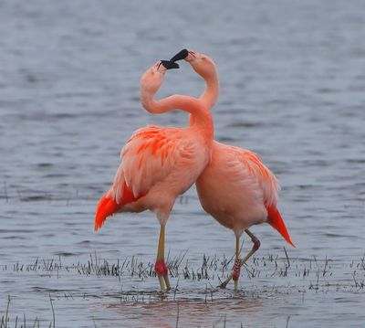 Chileense Flamingo's - Chilean Flamingos