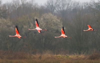 Chileense Flamingo's - Chilean Flamingos