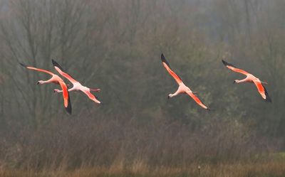 Chileense Flamingo's - Chilean Flamingos