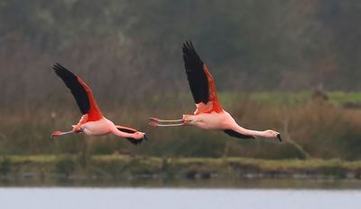 Chileense Flamingo's - Chilean Flamingos