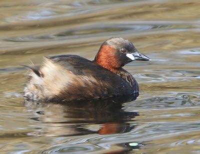 Dodaars - Little Grebe