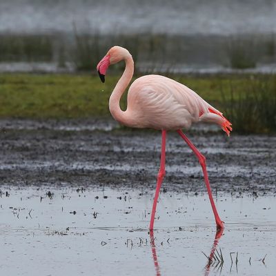 Flamingo - Greater Flamingo