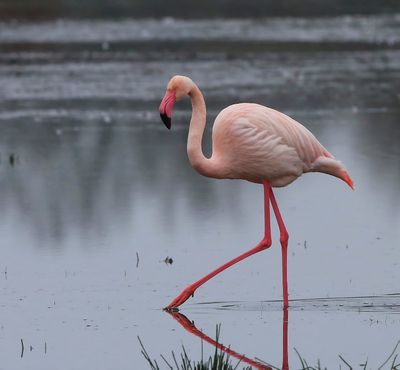 Flamingo - Greater Flamingo