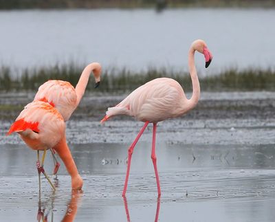 Flamingo's(Chileense) - Chilean and Greater Flamingos