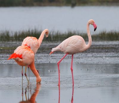 Flamingo's(Chileense) - Chilean and Greater Flamingos