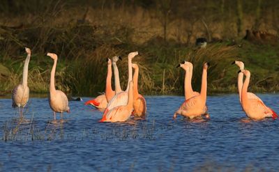 Flamingo's(Chileense) - Chilean and Greater Flamingos