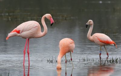 Flamingo's(Chileense) - Chilean and Greater Flamingos