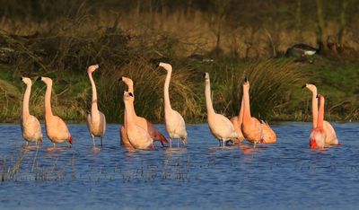 Flamingo's(Chileense) - Chilean and Greater Flamingos